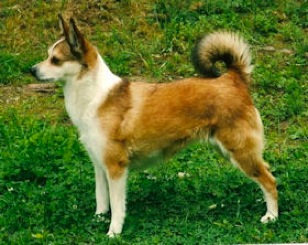 Målfrid