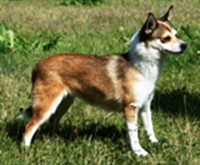 Xonia