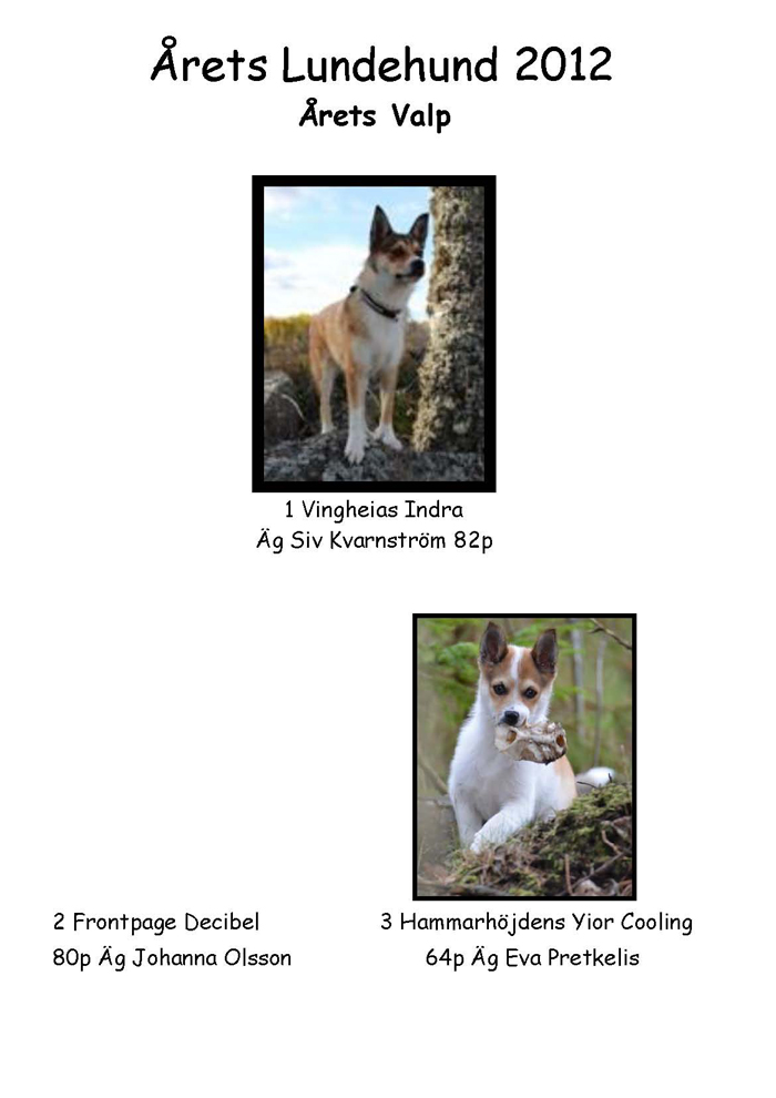 Årets lundehund valp