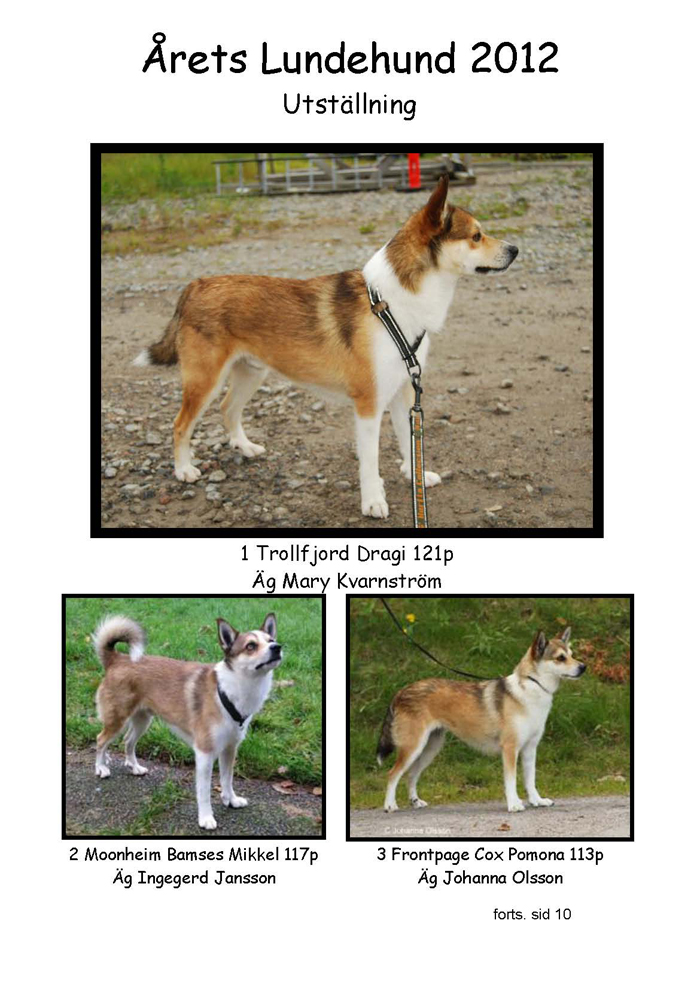 Årets lundehund