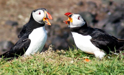 Atlantic_Puffins_Scotland